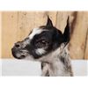 Image 5 : Baby Goat Full Body Taxidermy Mount