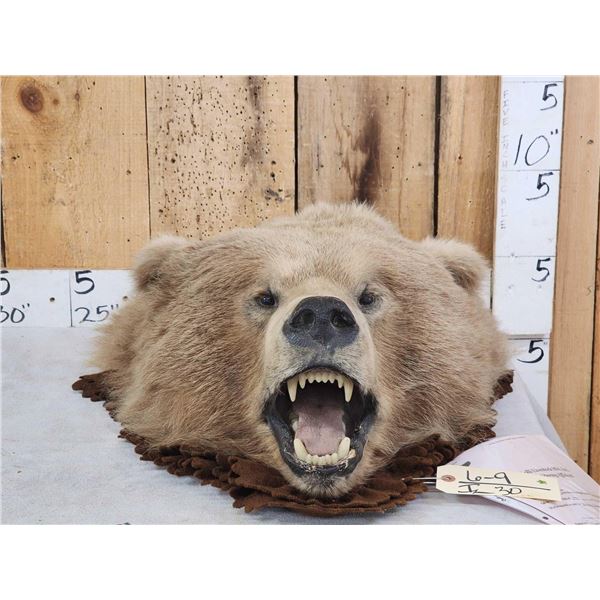 Alaskan Brown Bear Head Taxidermy