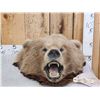 Image 1 : Alaskan Brown Bear Head Taxidermy
