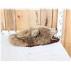 Image 2 : Alaskan Brown Bear Head Taxidermy