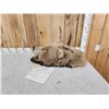 Image 3 : Alaskan Brown Bear Head Taxidermy