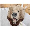 Image 4 : Alaskan Brown Bear Head Taxidermy