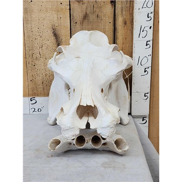 Hippopotamus Skull Taxidermy