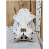 Image 1 : Hippopotamus Skull Taxidermy
