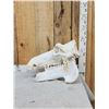 Image 2 : Hippopotamus Skull Taxidermy