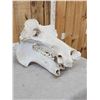 Image 3 : Hippopotamus Skull Taxidermy