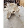 Image 4 : Hippopotamus Skull Taxidermy
