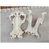Image 5 : Hippopotamus Skull Taxidermy