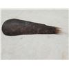 Image 4 : Taxidermy Hippopotamus Tail