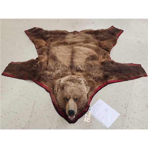 Alaskan Grizzly Bear Rug Taxidermy