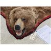 Image 2 : Alaskan Grizzly Bear Rug Taxidermy