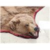 Image 3 : Alaskan Grizzly Bear Rug Taxidermy
