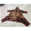 Image 5 : Alaskan Grizzly Bear Rug Taxidermy