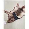 Image 11 : Canadian Wolf Rug Taxidermy