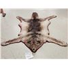 Image 1 : Canadian Wolf Rug Taxidermy