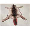Image 3 : Canadian Wolf Rug Taxidermy