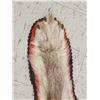 Image 5 : Canadian Wolf Rug Taxidermy