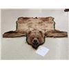 Image 1 : Alaskan Grizzly Bear Rug Taxidermy