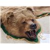Image 4 : Alaskan Grizzly Bear Rug Taxidermy