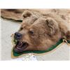 Image 5 : Alaskan Grizzly Bear Rug Taxidermy