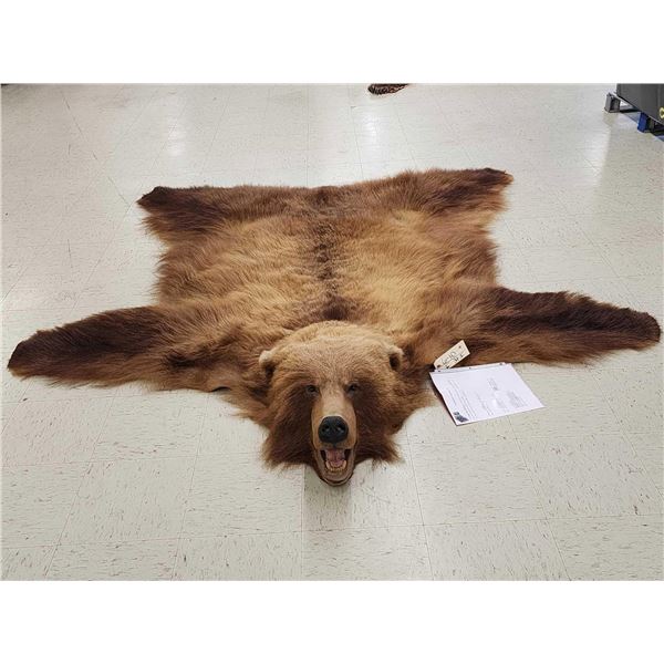 Alaskan Brown Bear Rug Taxidermy