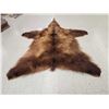 Image 3 : Alaskan Brown Bear Rug Taxidermy