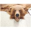 Image 5 : Alaskan Brown Bear Rug Taxidermy