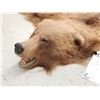 Image 6 : Alaskan Brown Bear Rug Taxidermy