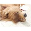 Image 7 : Alaskan Brown Bear Rug Taxidermy