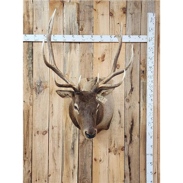 6x7 Elk Shoulder Mount Taxidermy