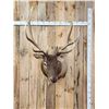 Image 1 : 6x7 Elk Shoulder Mount Taxidermy