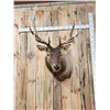 Image 2 : 6x7 Elk Shoulder Mount Taxidermy
