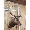 Image 3 : 6x7 Elk Shoulder Mount Taxidermy