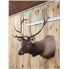 Image 4 : 6x7 Elk Shoulder Mount Taxidermy