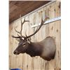 Image 5 : 6x7 Elk Shoulder Mount Taxidermy