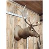 Image 6 : 6x7 Elk Shoulder Mount Taxidermy