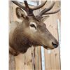 Image 7 : 6x7 Elk Shoulder Mount Taxidermy