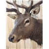 Image 8 : 6x7 Elk Shoulder Mount Taxidermy