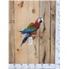 Image 1 : Red & Green Macaw Full Body Bird Taxidermy