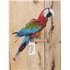 Image 2 : Red & Green Macaw Full Body Bird Taxidermy