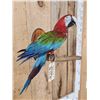 Image 3 : Red & Green Macaw Full Body Bird Taxidermy