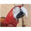 Image 4 : Red & Green Macaw Full Body Bird Taxidermy