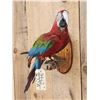 Image 5 : Red & Green Macaw Full Body Bird Taxidermy