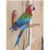 Image 6 : Red & Green Macaw Full Body Bird Taxidermy