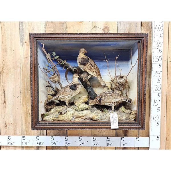 Trio Of Ruffed Grouse Vintage Bird Taxidermy In Antique Diorama Frame