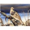 Image 2 : Trio Of Ruffed Grouse Vintage Bird Taxidermy In Antique Diorama Frame