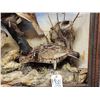Image 3 : Trio Of Ruffed Grouse Vintage Bird Taxidermy In Antique Diorama Frame