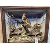 Image 5 : Trio Of Ruffed Grouse Vintage Bird Taxidermy In Antique Diorama Frame
