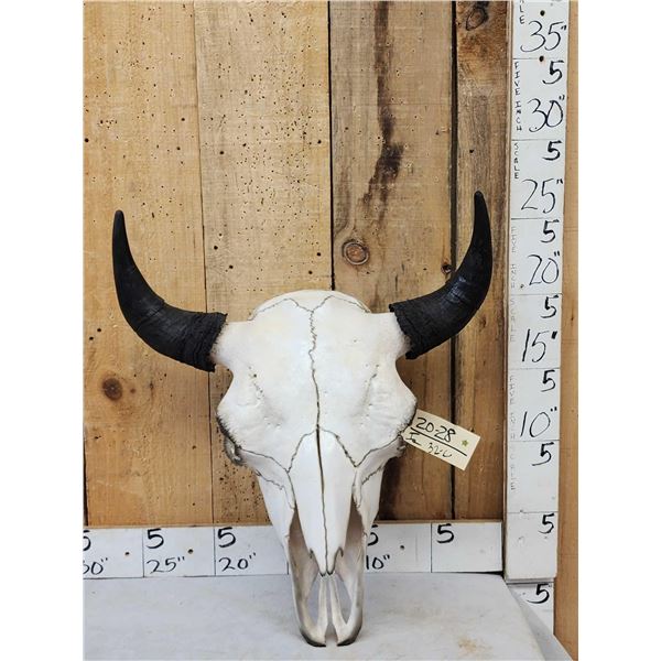 American Bison Buffalo Skull Taxidermy