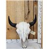 Image 1 : American Bison Buffalo Skull Taxidermy